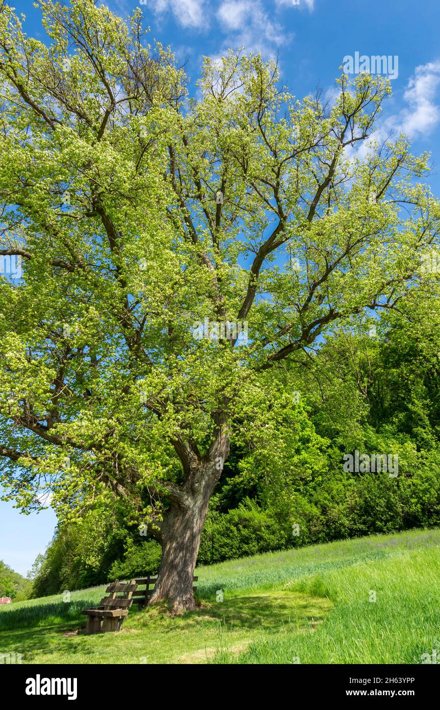 germany,baden-wuerttemberg,kirchberg an der jagst,lime tree with fresh leaves on sophienberg. Stock Photo