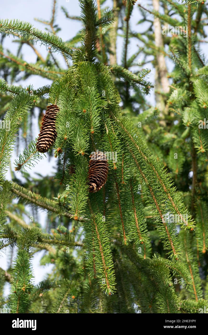 germany,baden-wuerttemberg,picea abies virgata,known as snake spruce. Stock Photo