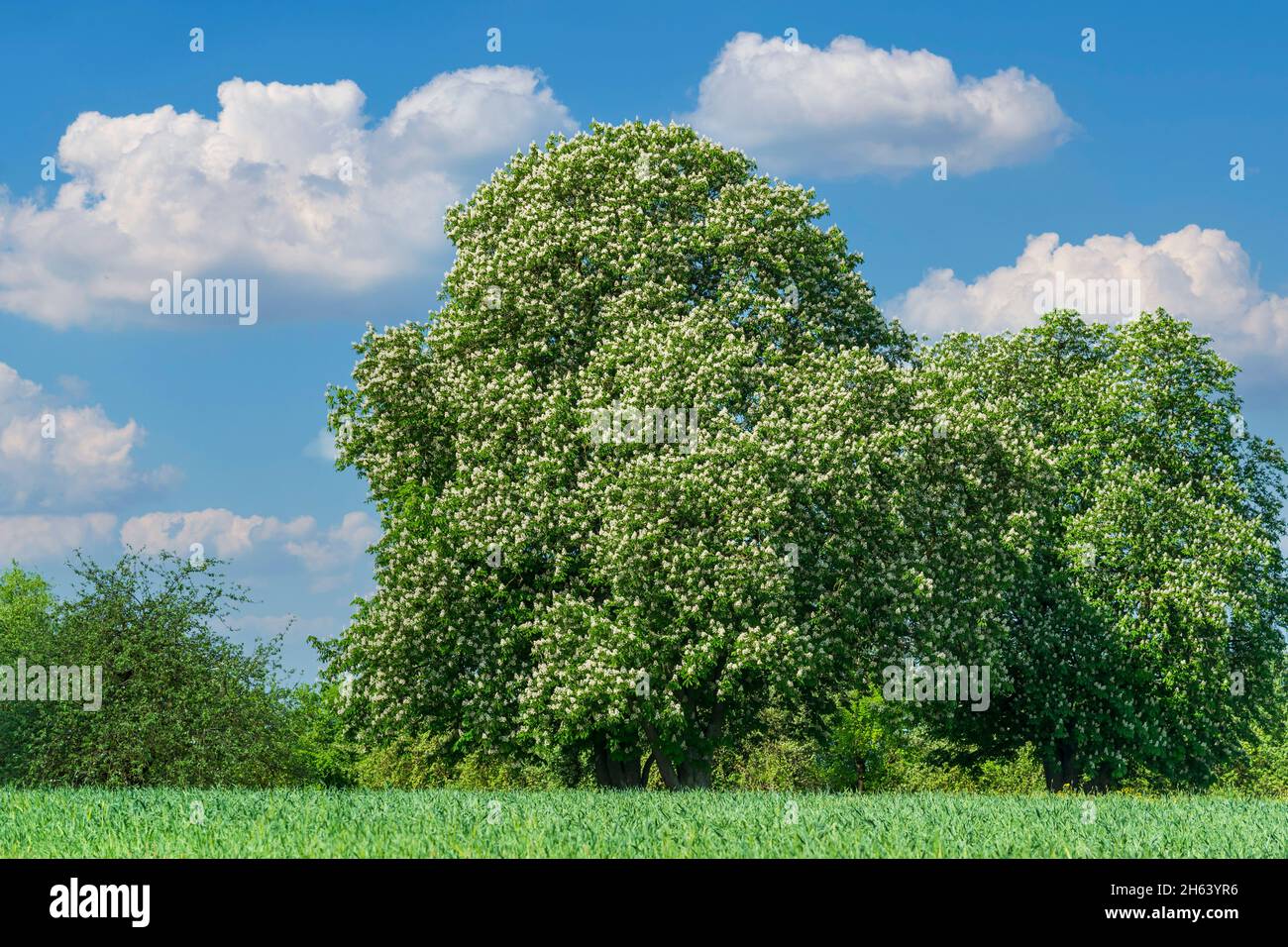 germany,baden-württemberg,kirchberg an der jagst,flowering chestnut tree,'common horse chestnut',aesculus hippocastanum,family sapindacceae. Stock Photo