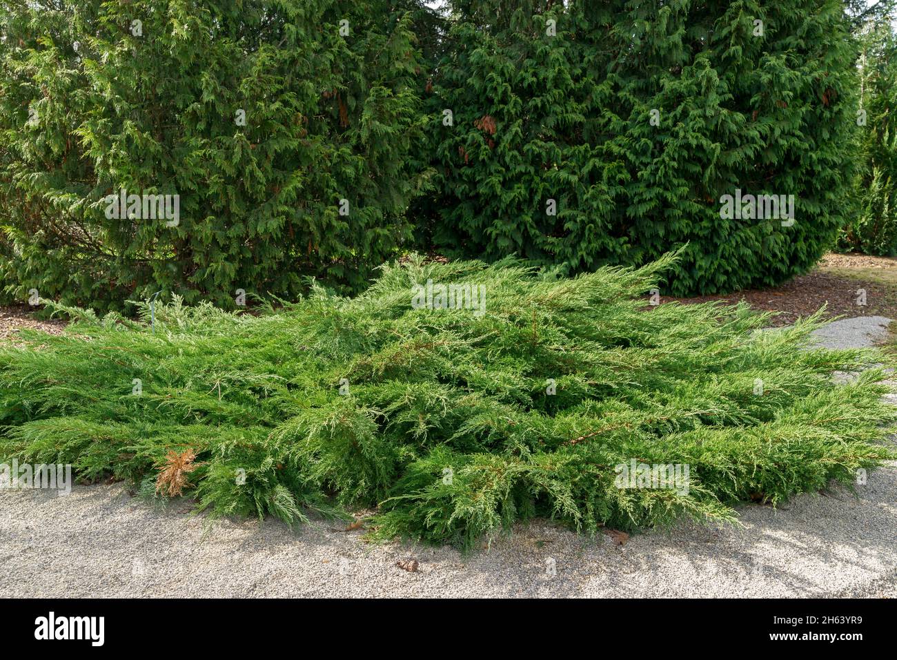 germany,baden-wuerttemberg,juniperus x pfitzeriana,'wilhelm pfitzer' pfitzer juniper Stock Photo