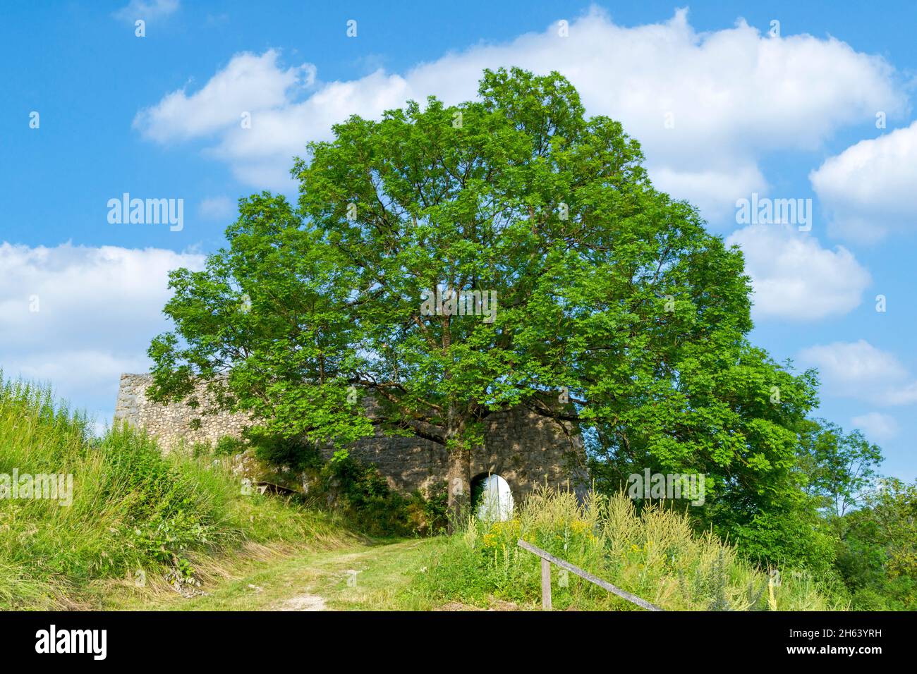 germany,baden-wuerttemberg,veringenstadt,ash tree,fraxinus excelsior,in ...
