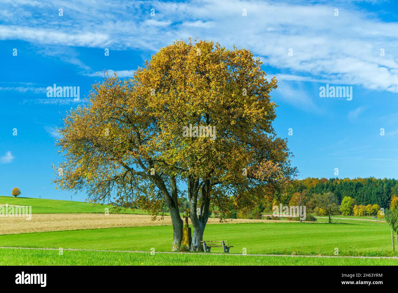 germany,baden-wuerttemberg,leibertingen - kreenheinstetten,whitebeam tree,whitebeam,sorbus aria Stock Photo