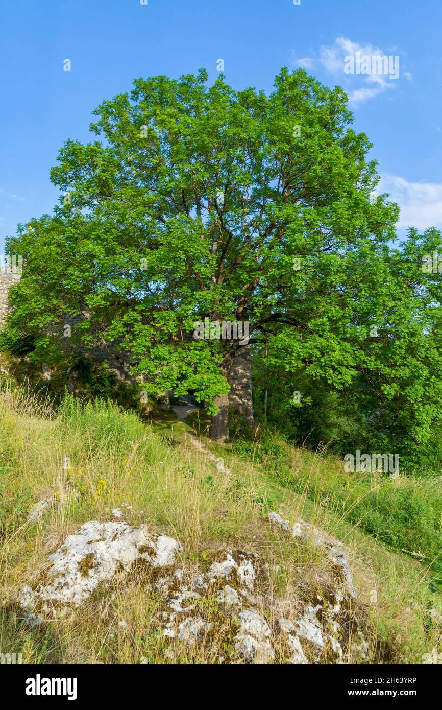 germany,baden-wuerttemberg,veringenstadt,ash tree,fraxinus excelsior,in ...