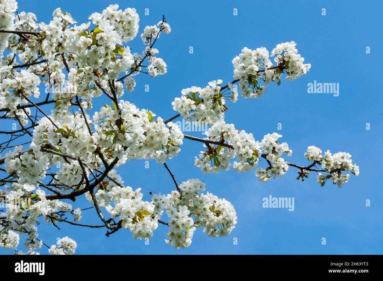 germany,baden-wuerttemberg,oberkirch,cherry blossom in the ortenau,family of the rose plants,rosaceae Stock Photo