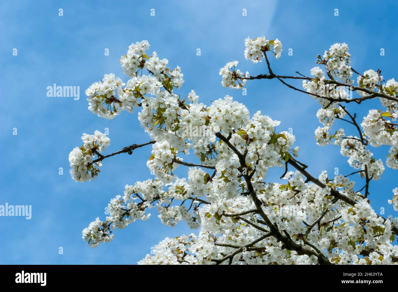 germany,baden-wuerttemberg,oberkirch,cherry blossom in the ortenau,family of the rose plants,rosaceae Stock Photo