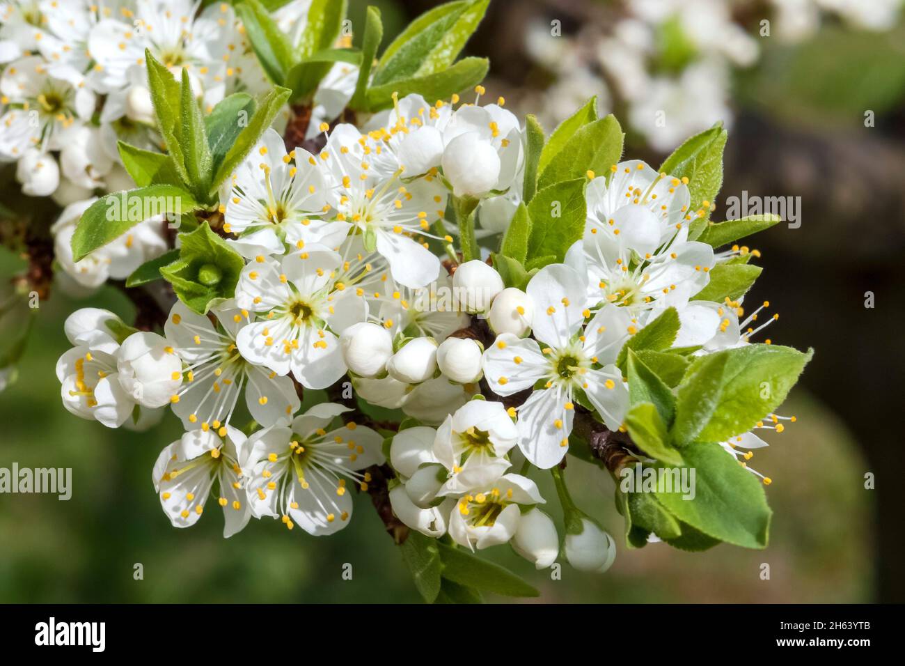 germany,baden-wuerttemberg,oberkirch,plum blossom in the ortenau,plum,stone fruit,prunus domestica,rose family,rosaceae Stock Photo