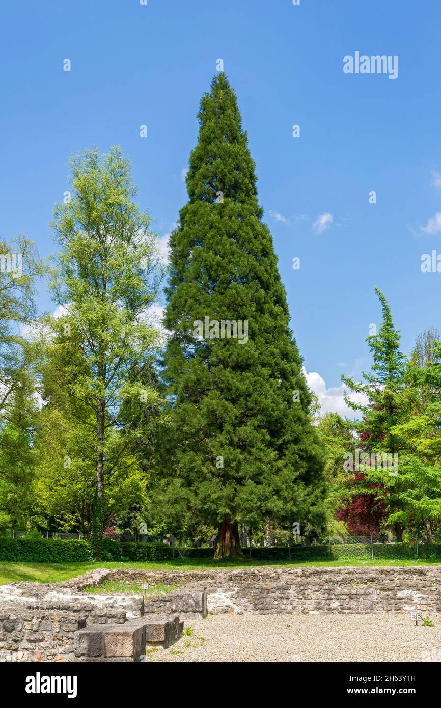 germany,baden-wuerttemberg,rottweil,riesenmmutbaum,sequoiadendron giganteum Stock Photo