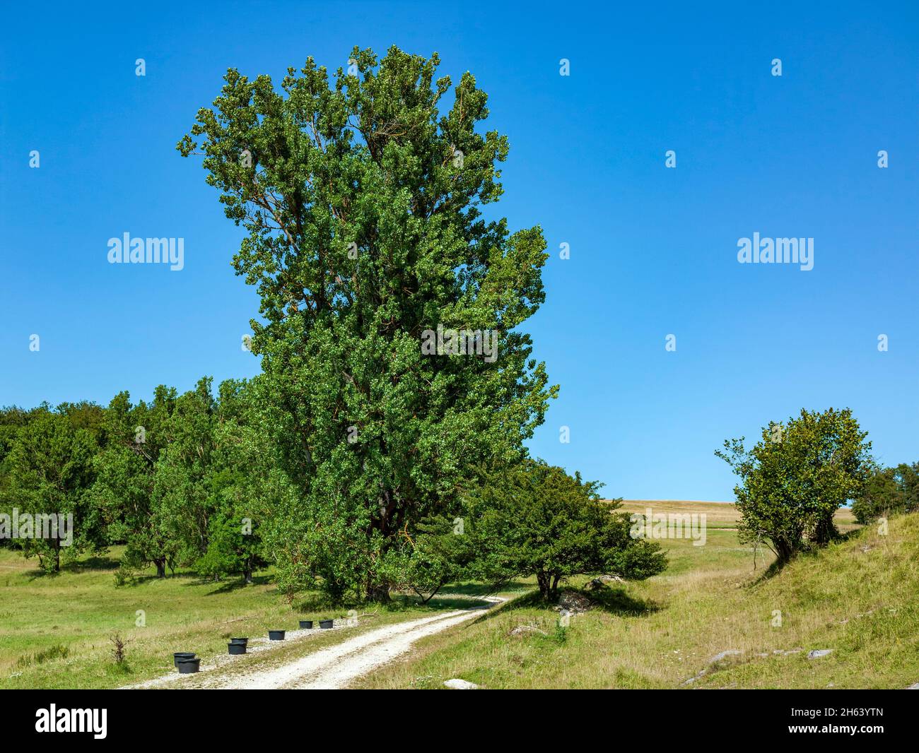 münsingen,zitterpappel,populus tremula on the former military training area. in front of it several containers for the potion. Stock Photo