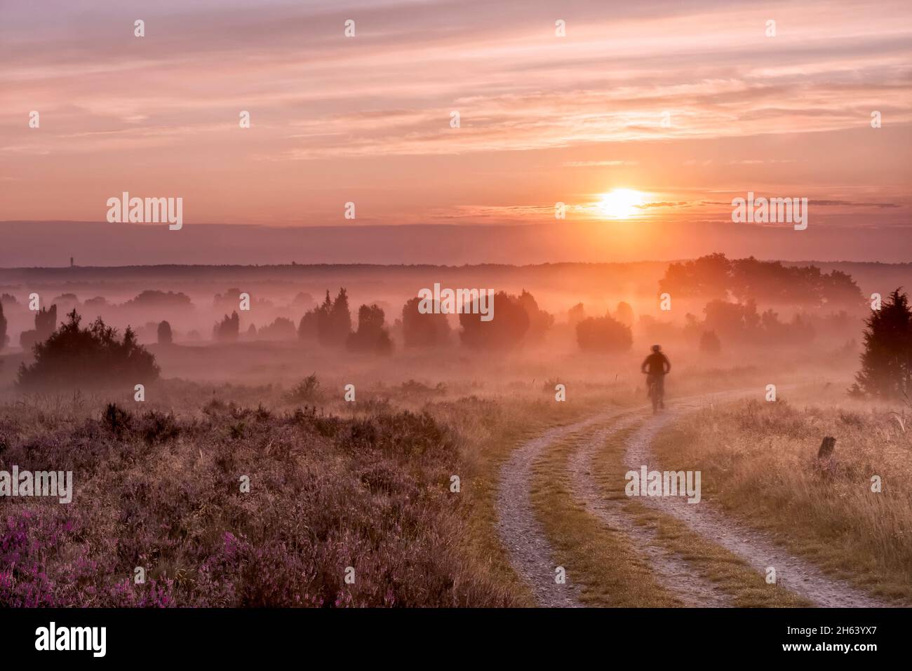 the lüneburg heath in august. the hiking trail from döhle to wilsede ...