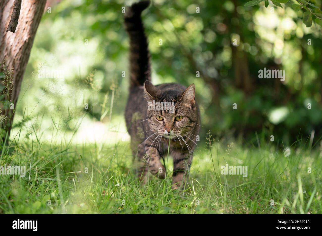 Tabby cat outdoors in sunny garden walking on grass hires stock