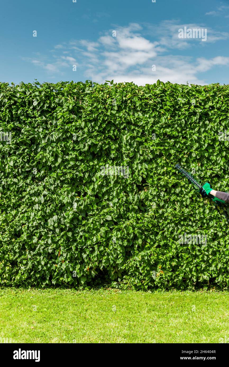 Cut a hedge on a beech hedge hires stock photography and images Alamy