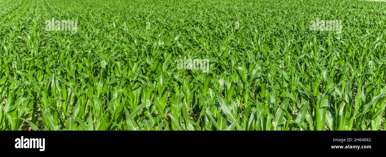 Green corn hi-res stock photography and images - Alamy