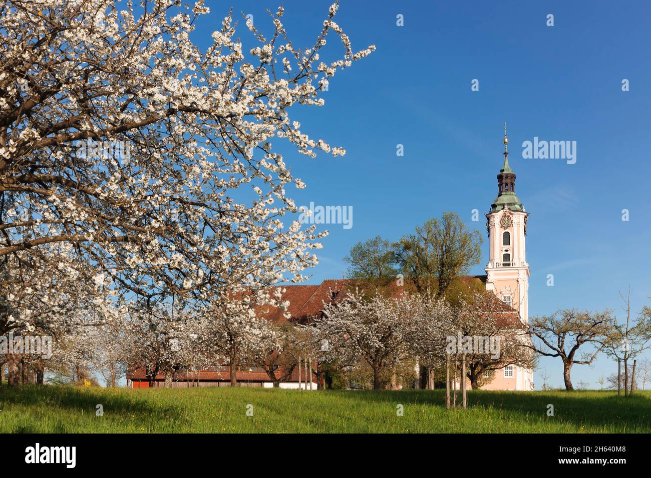 pilgrimage church and birnau monastery,fruit tree blossom in spring,unteruhldingen,lake constance,baden württemberg,germany Stock Photo