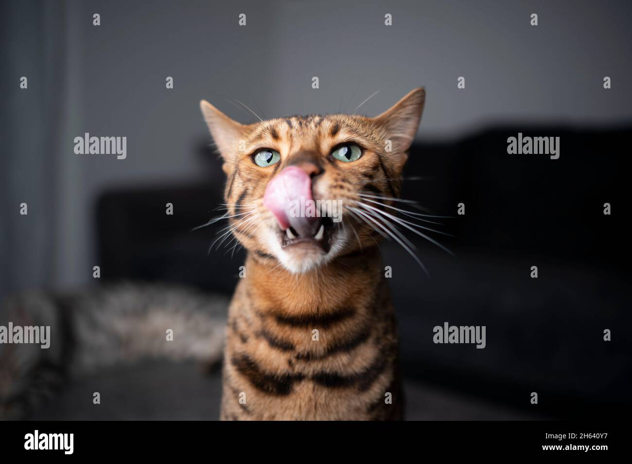 brown spotted bengal cat sticking out tongue licking lips and nose with copy space Stock Photo