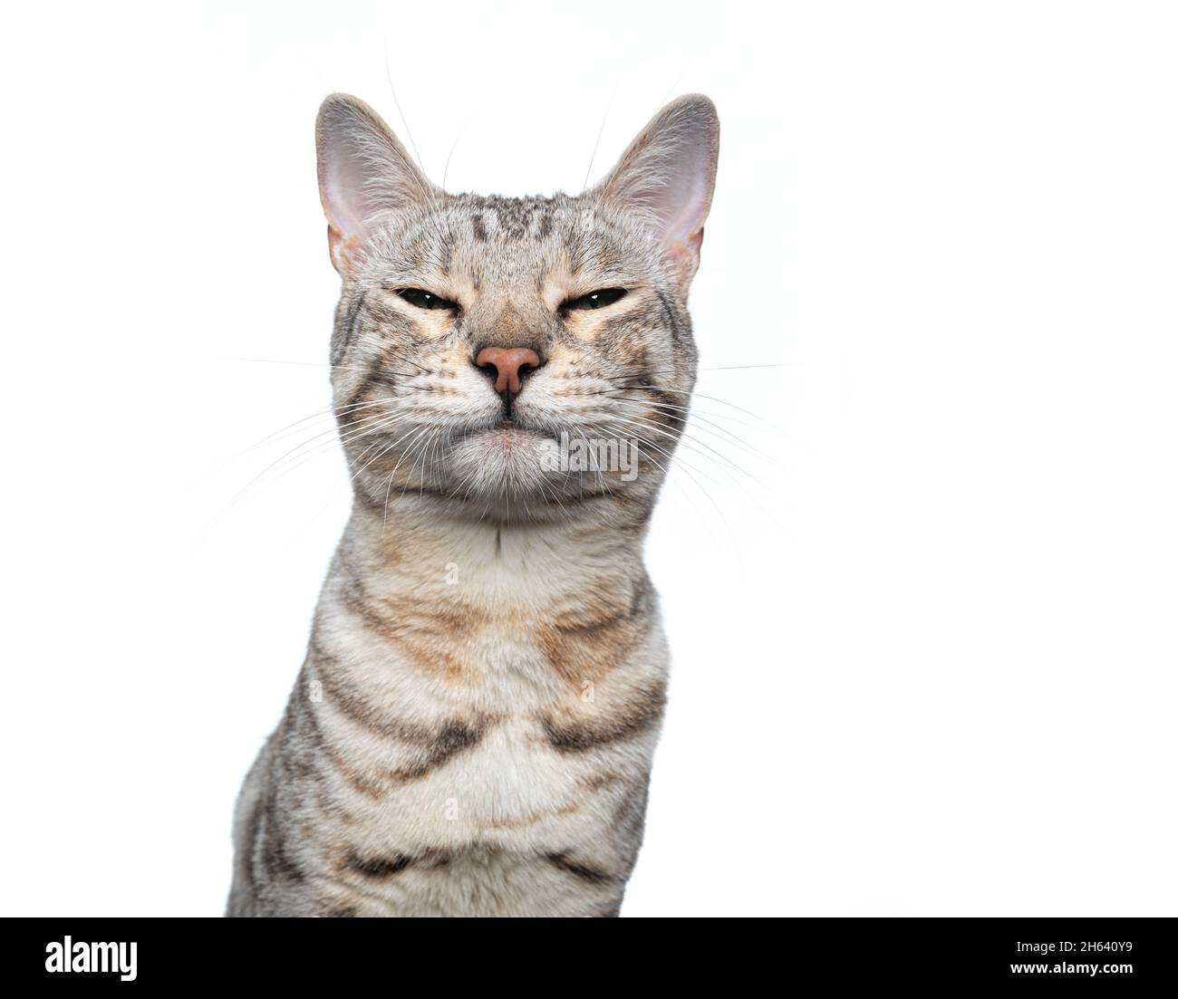 silver tabby bengal cat making funny face looking angrily or