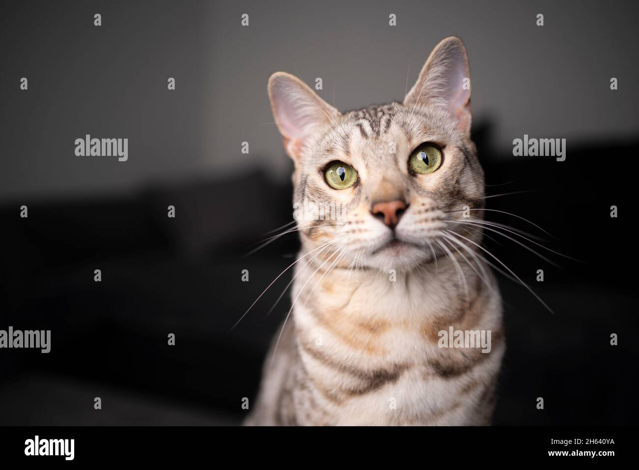 silver tabby bengal cat portrait with blurry soaf in the background and