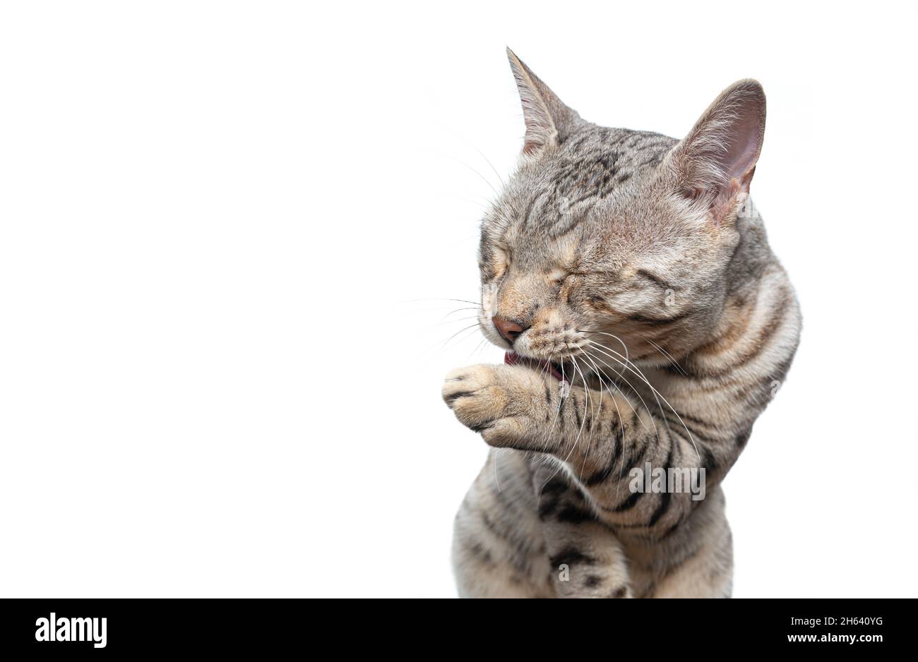 silver tabby bengal cat grooming fur licking paw isolated on white