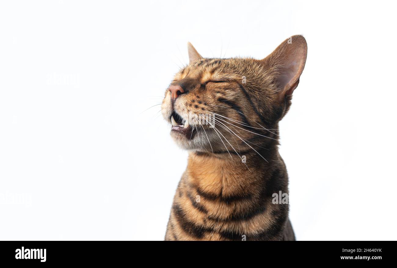 brown spotted bengal cat meowing with eyes closed and open mouth