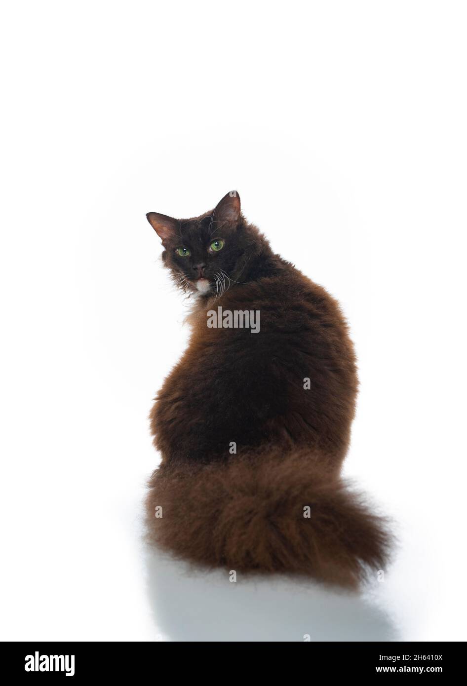rear view of a chocolate white laperm cat with curly longhair fur and fluffy tail looking back at camera isolated on white background Stock Photo