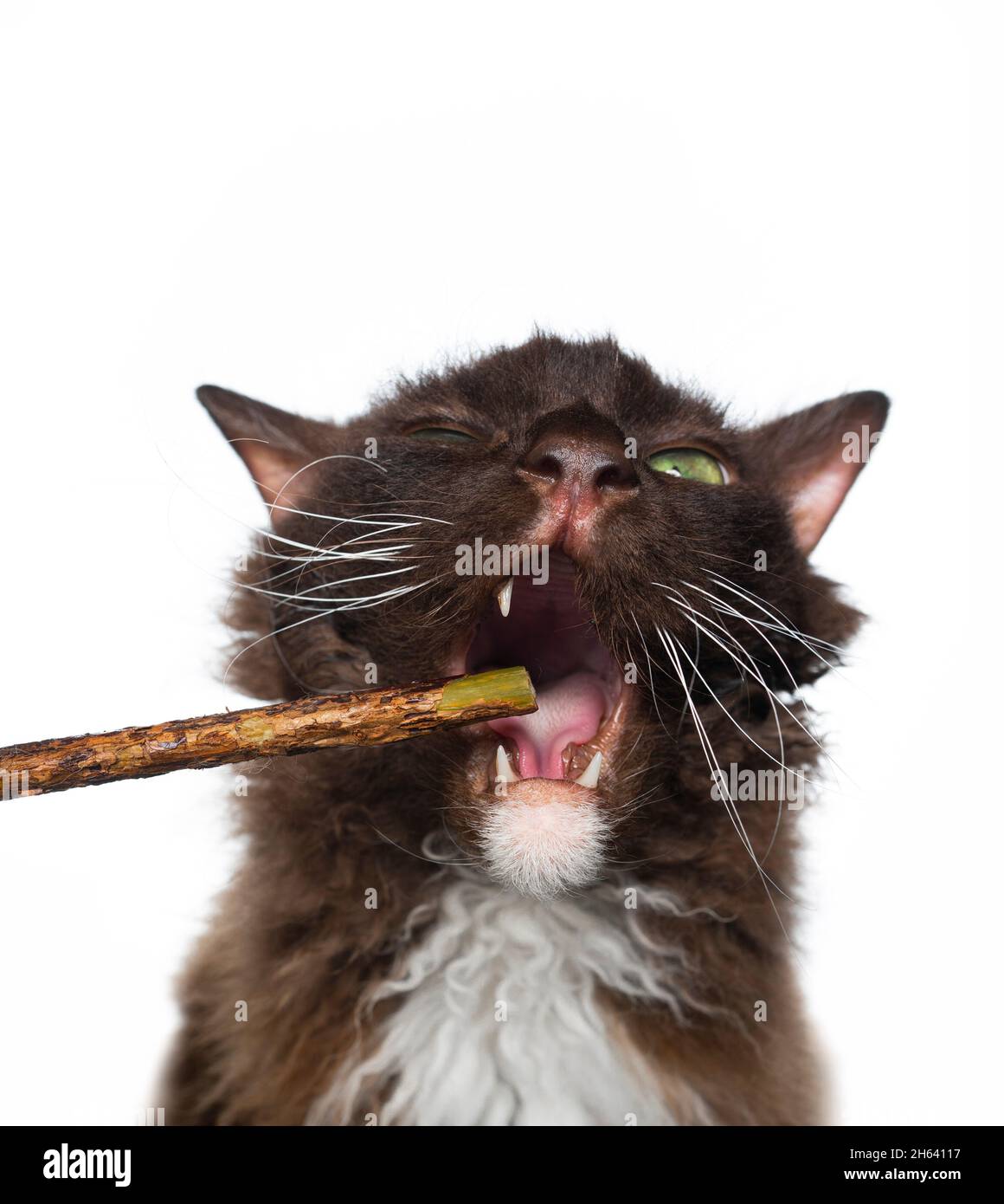 brown laperm cat with curly longhair fur chewing on matatabi stick for dental health isolated on