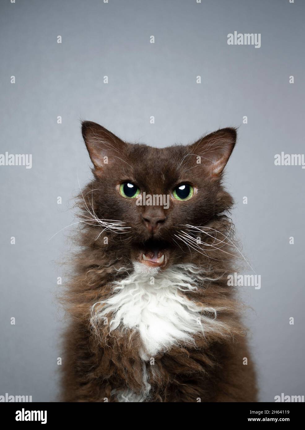 chocolate white brown laperm cat with curly long fur looking at camera with mouth open making funny face Stock Photo