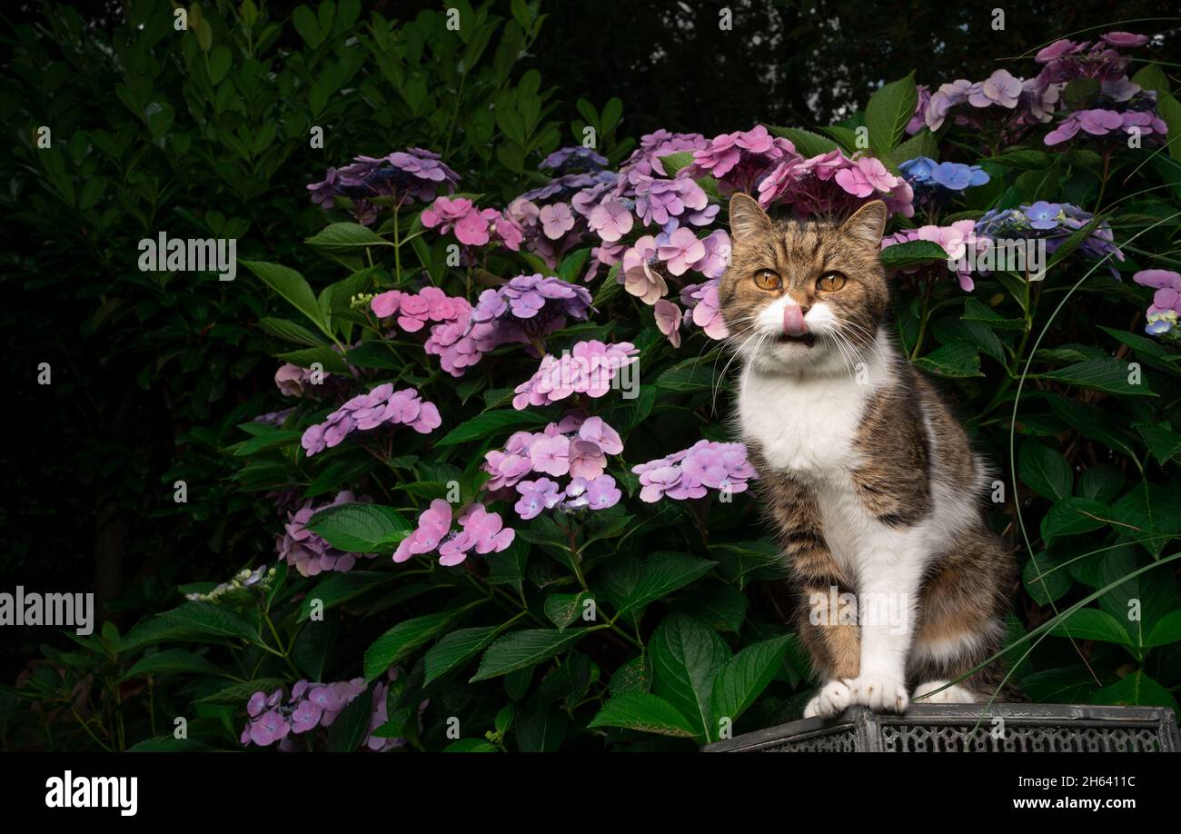 Cat in front garden hi-res stock photography and images - Alamy