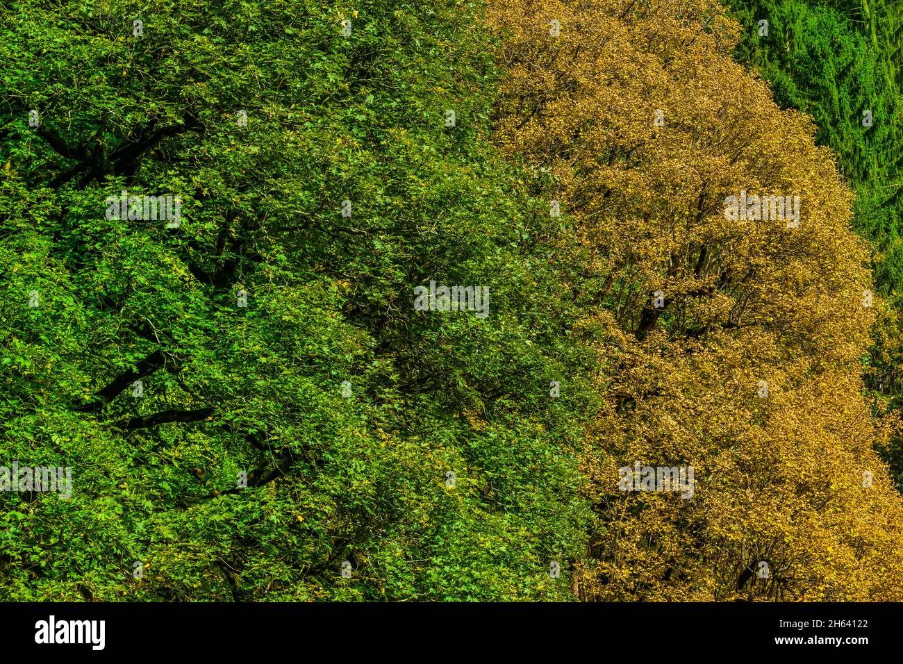 autumn leaves on deciduous trees Stock Photo