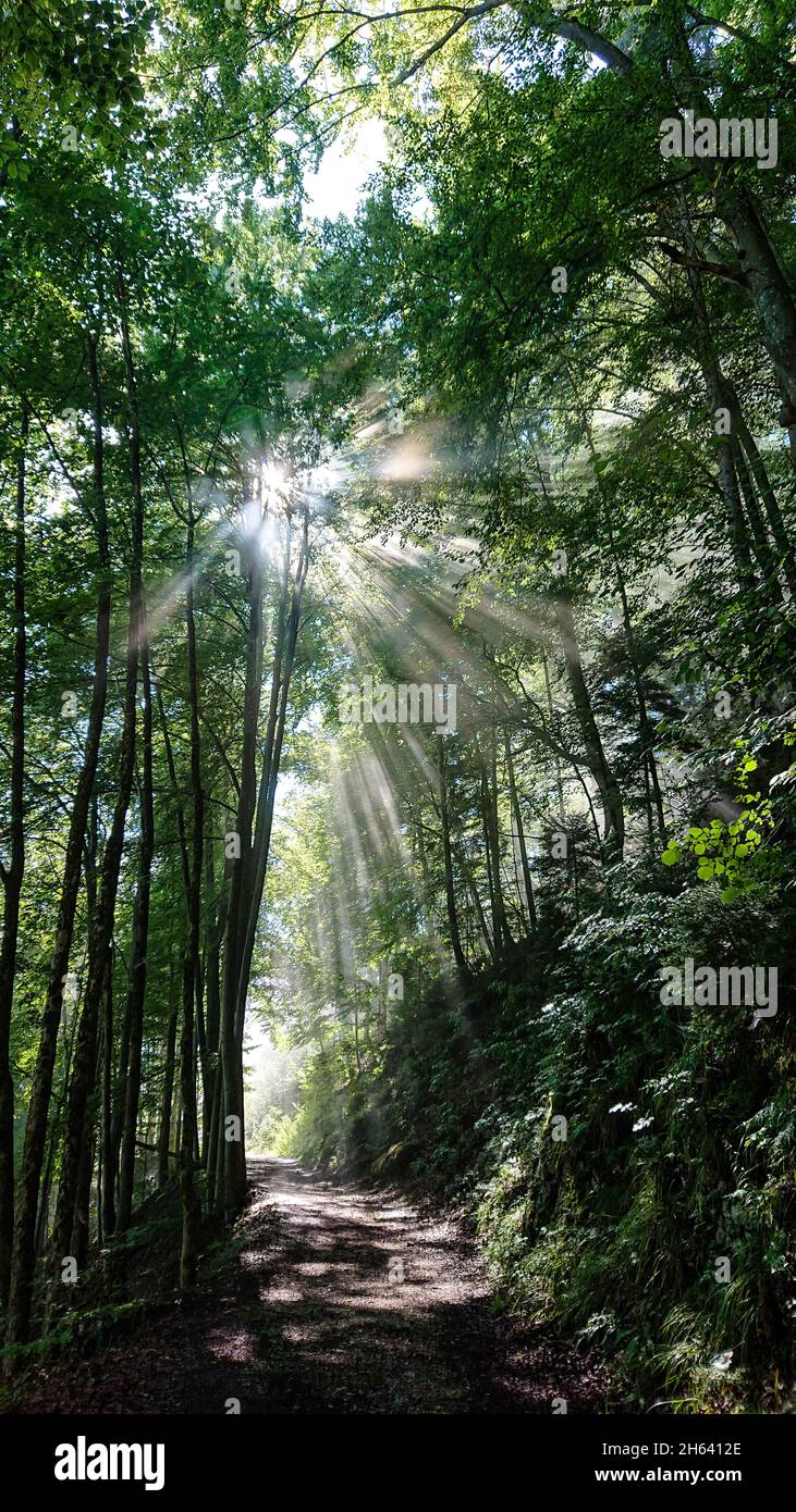 Canopy trees sun ray forest hi-res stock photography and images - Alamy
