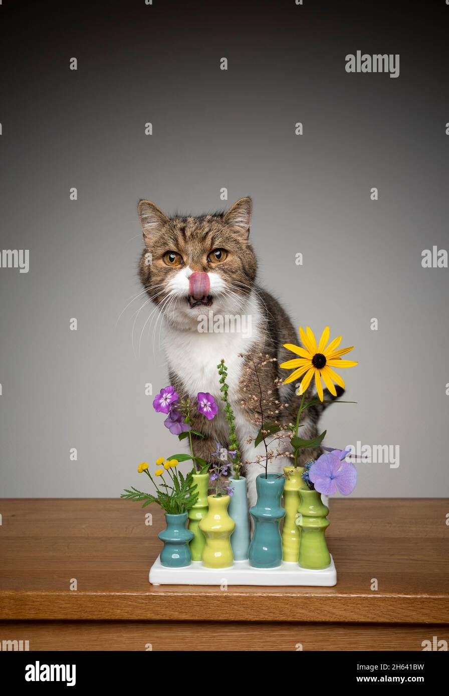 cute tabby white british shorthair cat sitting behind flower vase with different potentially toxic plants licking lips Stock Photo