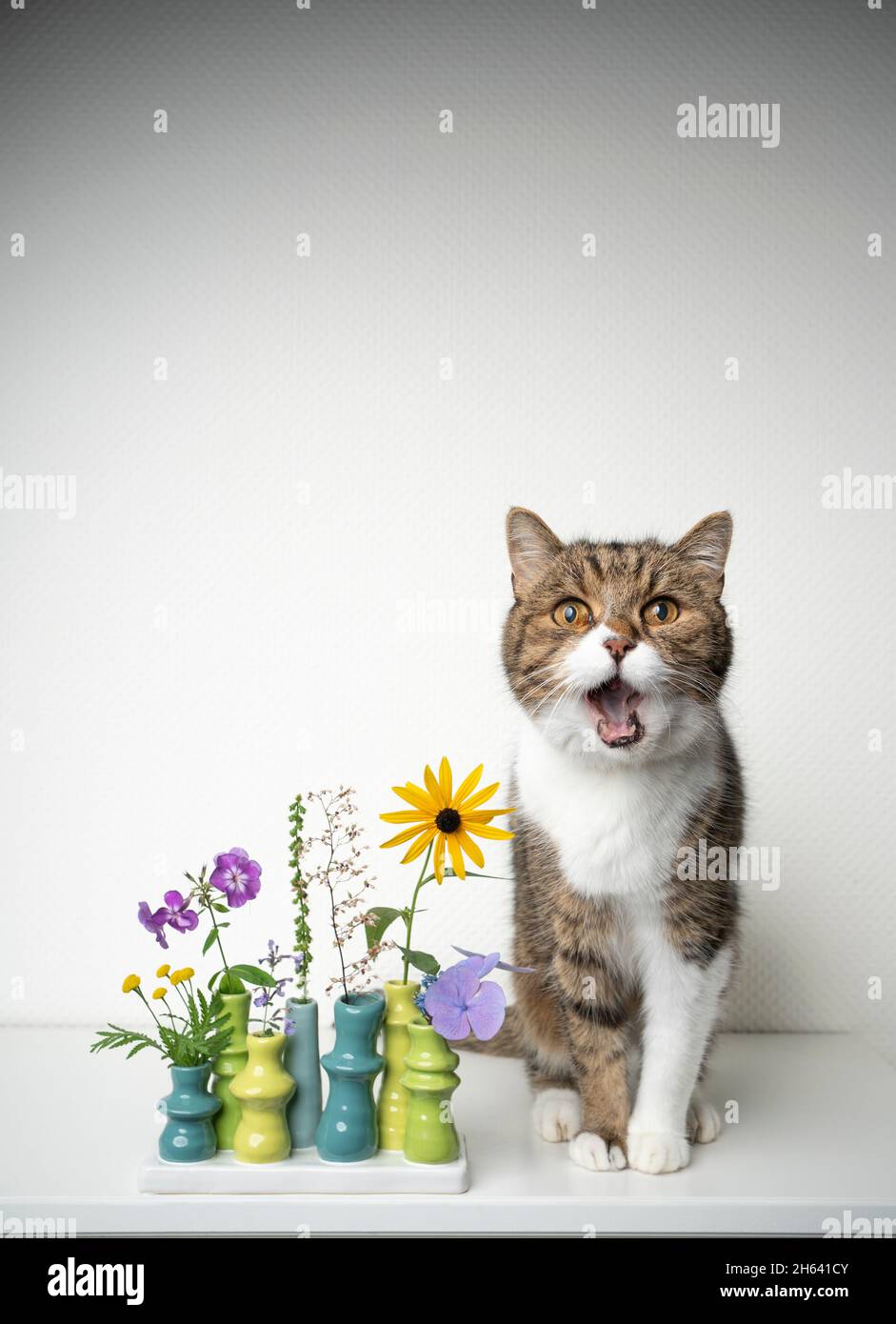 tabby white cat sitting beside flower vase with different potentially toxic plants looking at camera shocked with mouth open Stock Photo