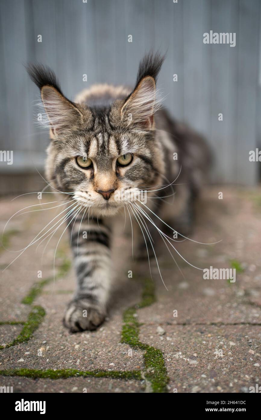 beautiful tabby maine coon cat with long ear tips walking looking at
