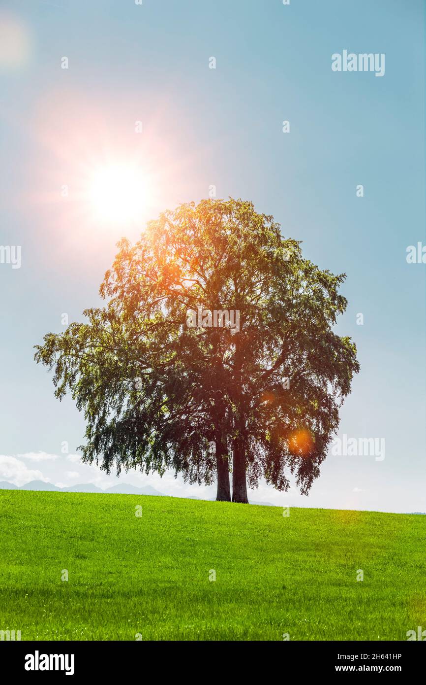 Lone oak tree on hill hi-res stock photography and images - Alamy