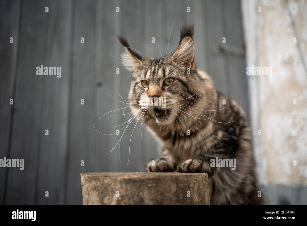 tabby maine coon cat with long ear tips rearing up on tree stump making