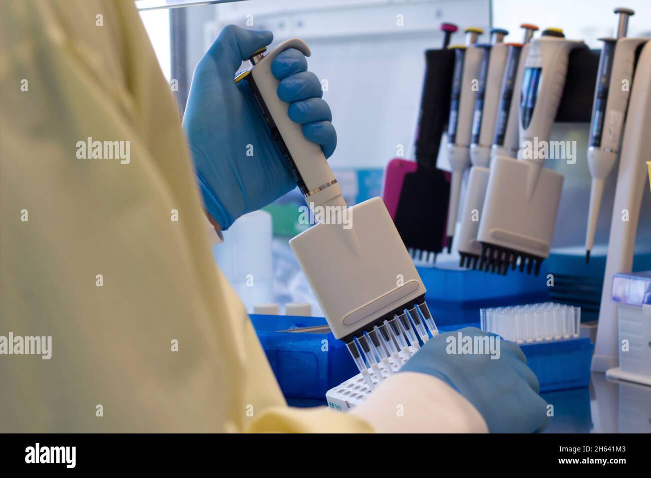 research scientist pipetting reagents to a plate using a multichannel pipette Stock Photo