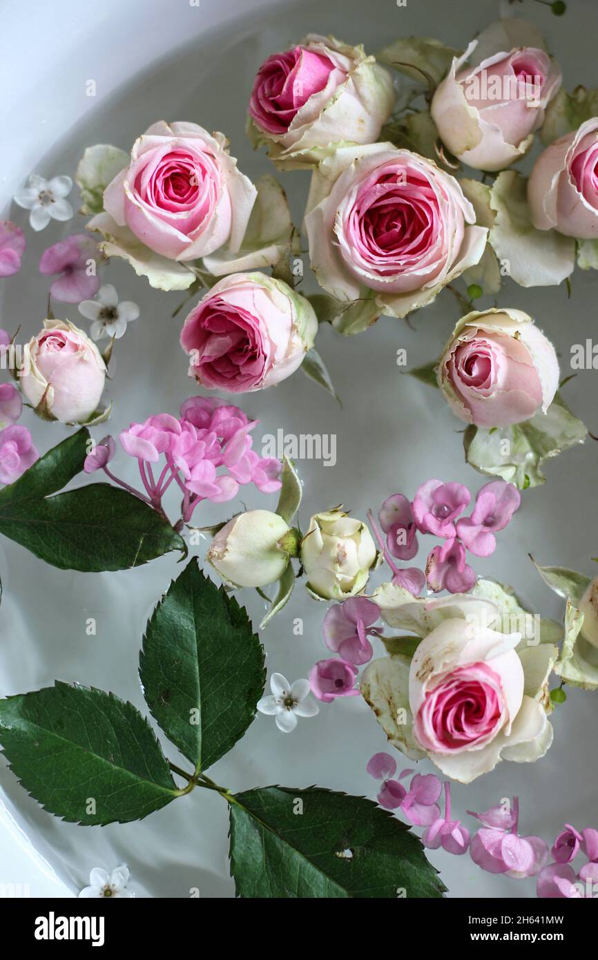 flowers float in a bowl of water Stock Photo Alamy