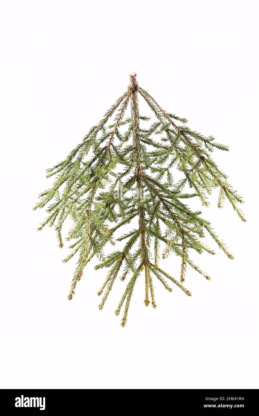 spruce branch on a light background. Stock Photo