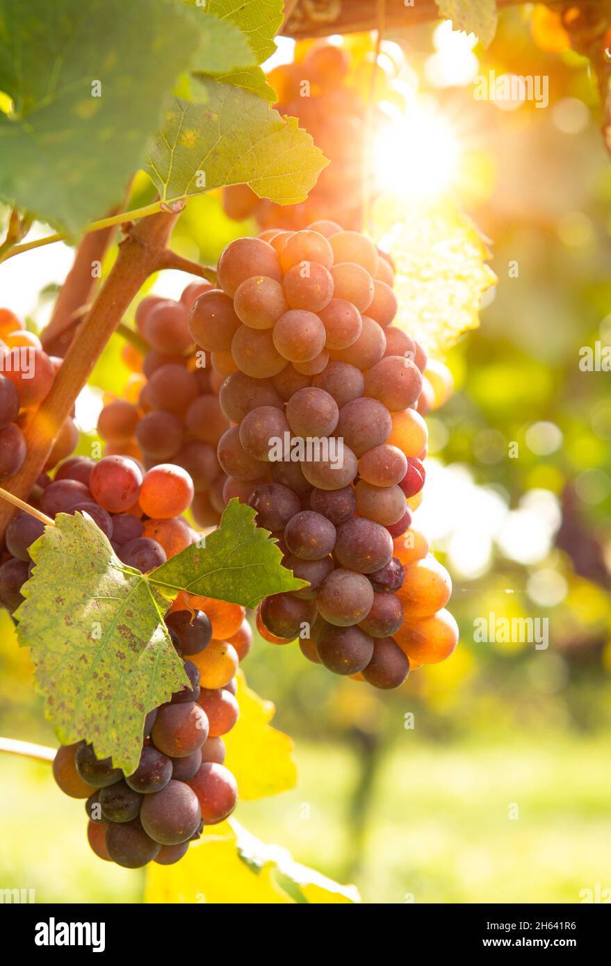ripe grapes on the vine in the back light Stock Photo