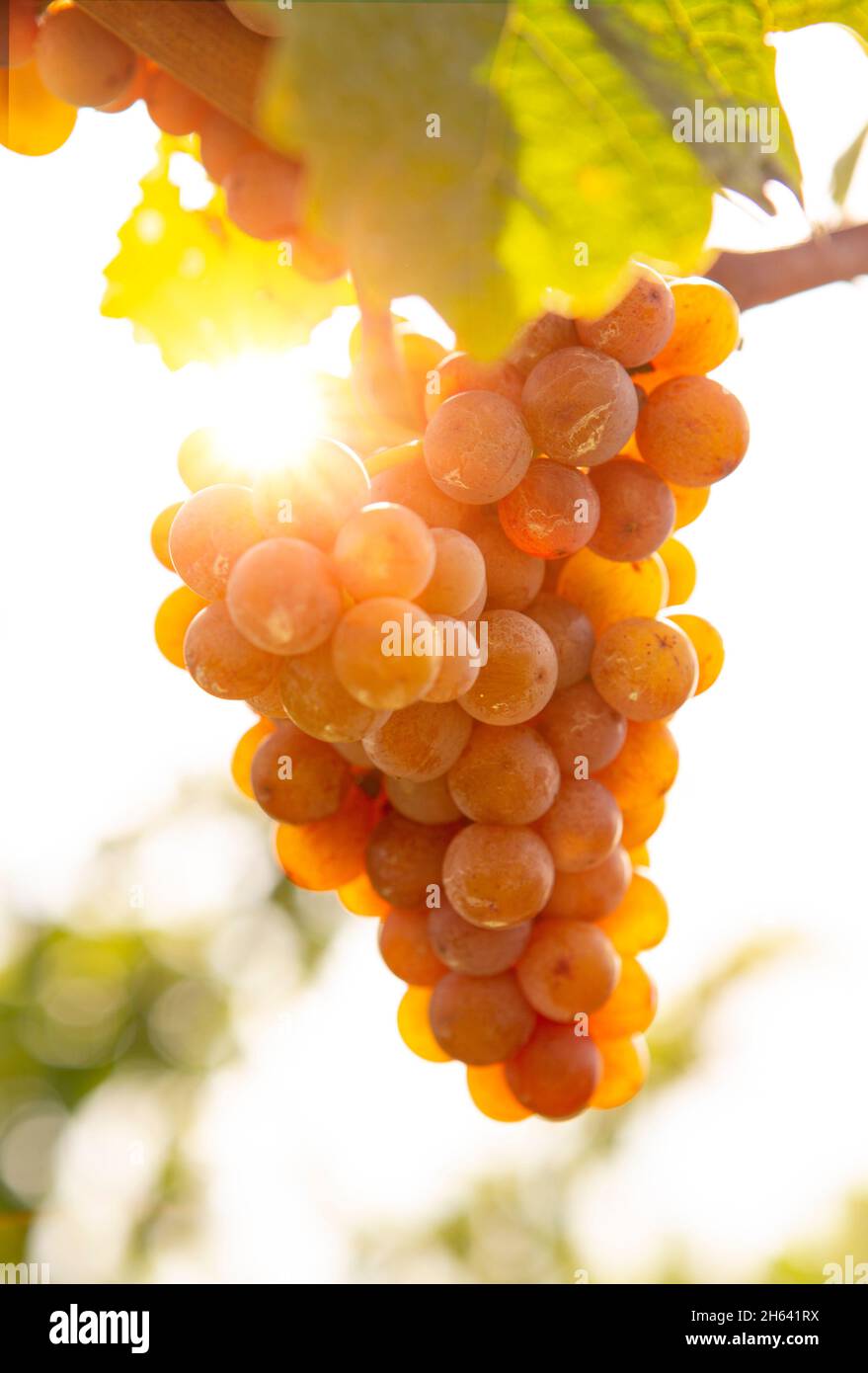 ripe grapes on the vine in the back light Stock Photo