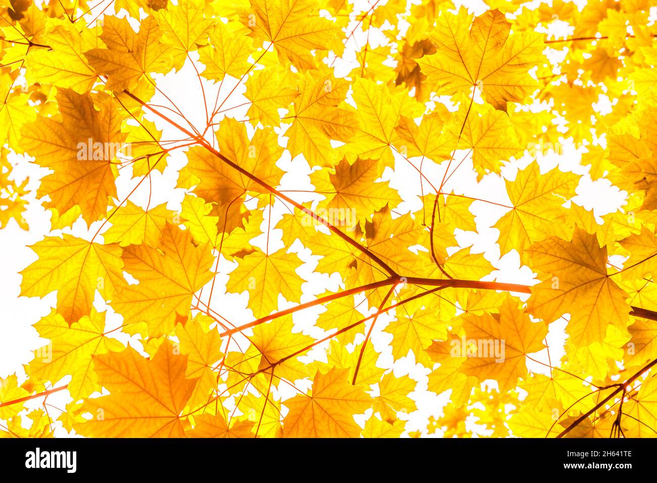 golden leaves of a maple tree in autumn Stock Photo