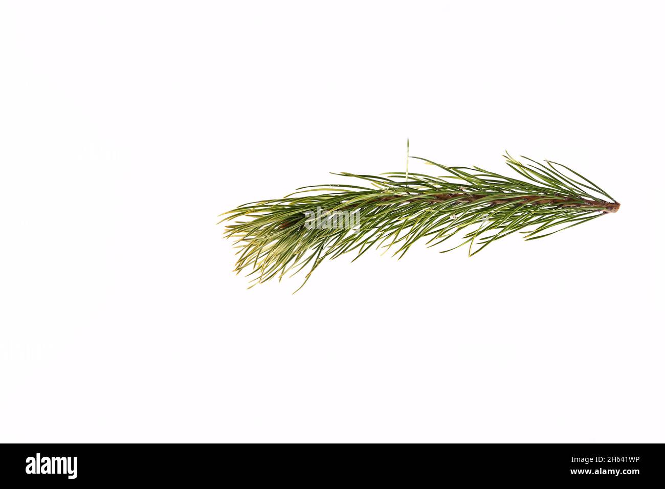 spruce branch on a light background. Stock Photo