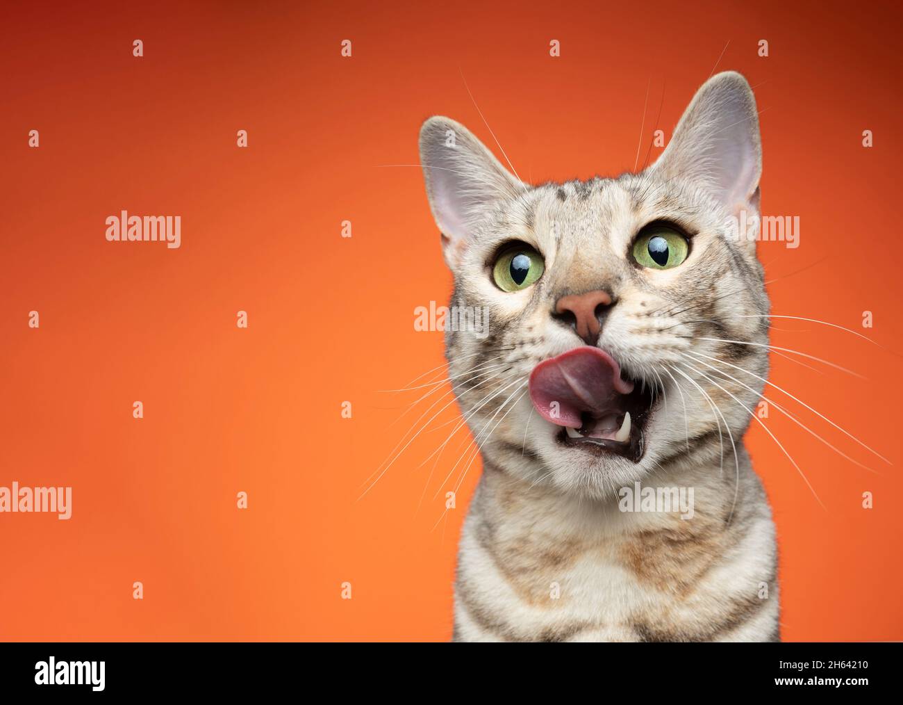 head portrait of a hungry green eyed silver tabby bengal cat licking