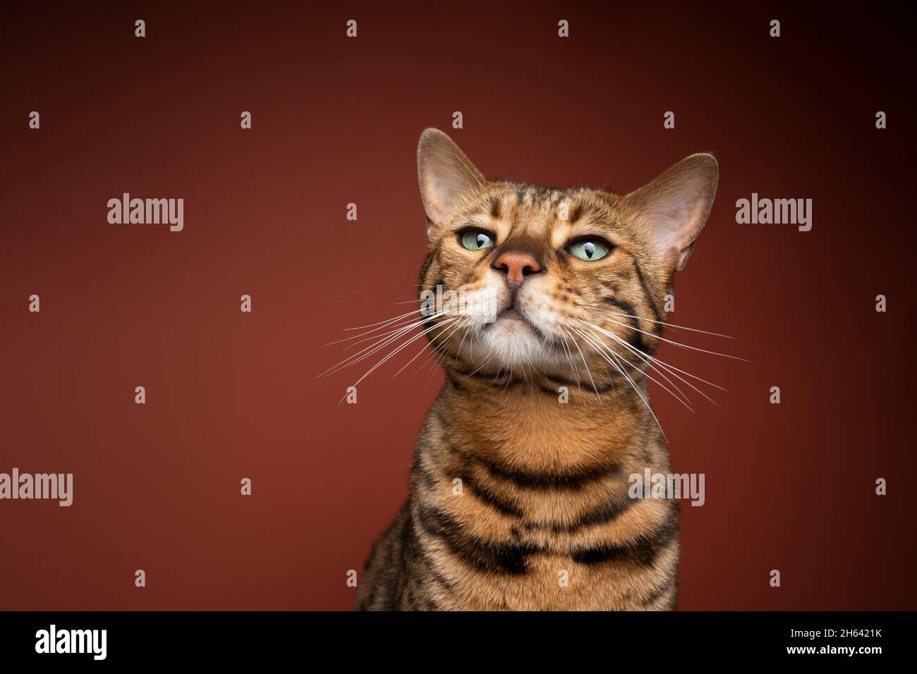 curious bengal cat with brown fur and green eyes portrait on brown background with copy space Stock Photo