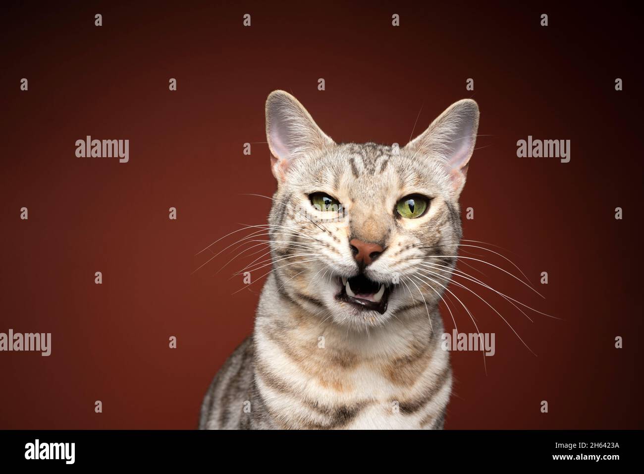 bengal cat making funny face looking angrily ranting with mouth open on ...