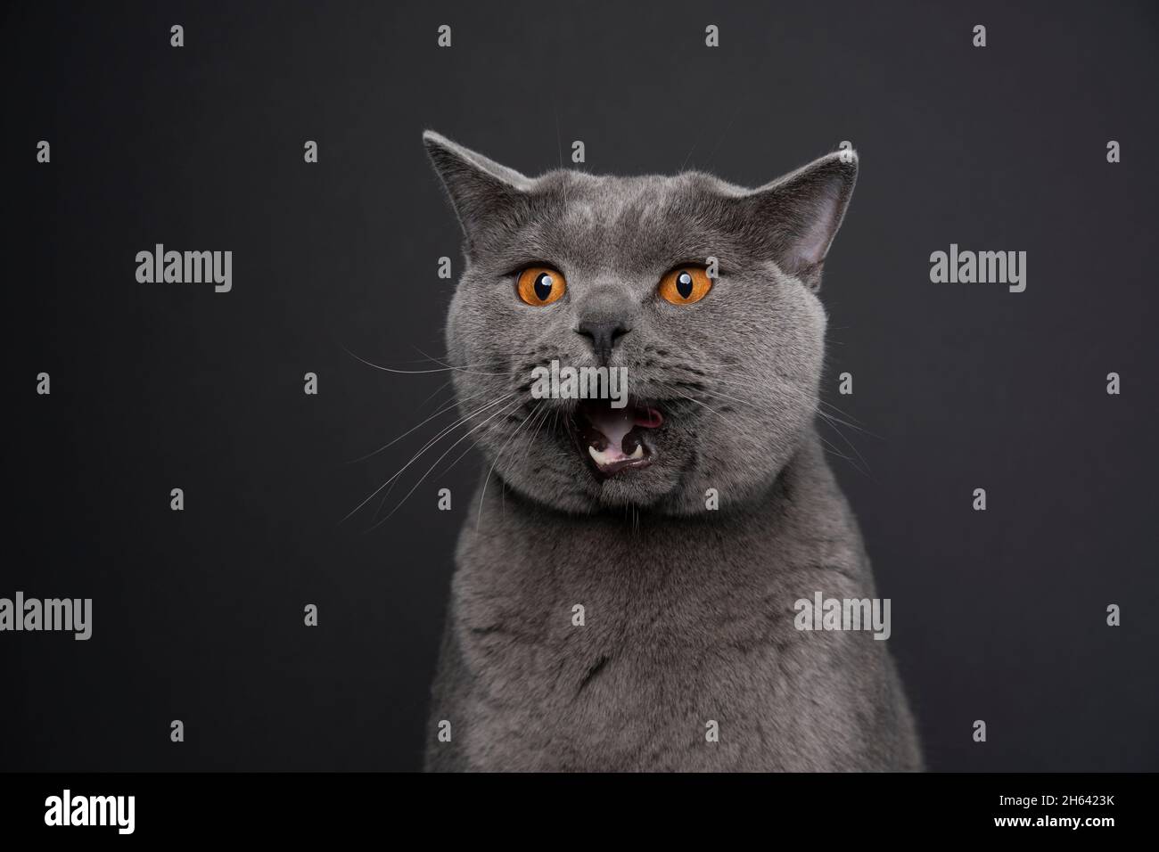 funny gray british shorthair cat with mouth open on dark gray background looking shocked Stock Photo