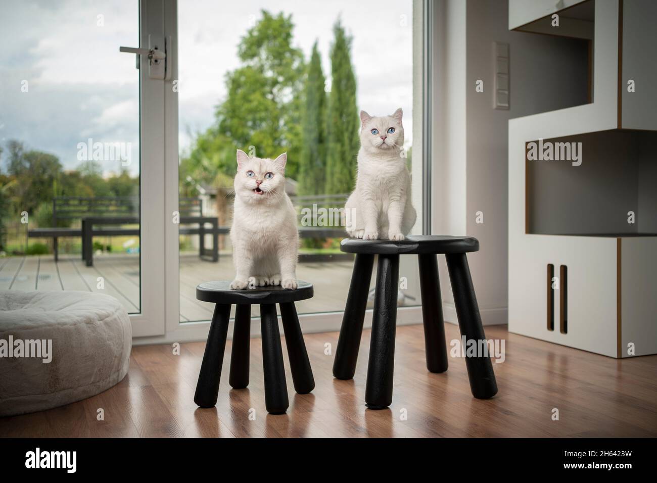 two cute fluffy white british shorthair cats sitting on black stools