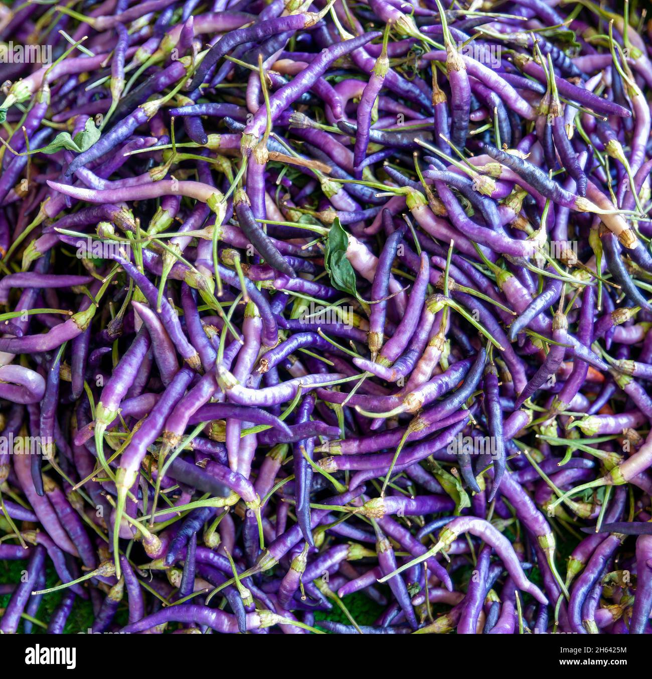 purple chili peppers in the vegetable market in muratpasa,antalya,turkey  Stock Photo - Alamy