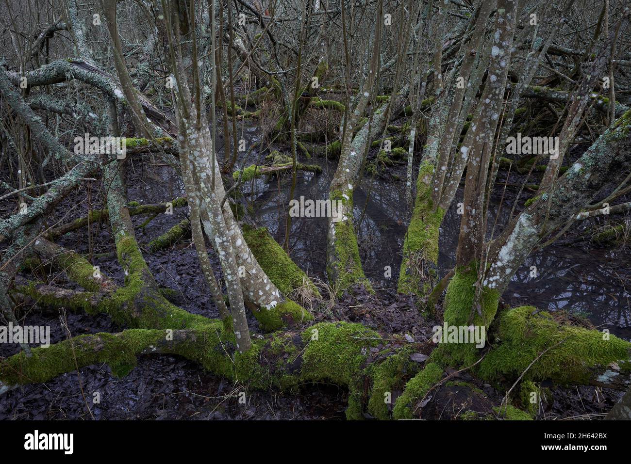sweden,salem,bornsjön nature preserve,mosscovered willow bushes in a swamp Stock Photo