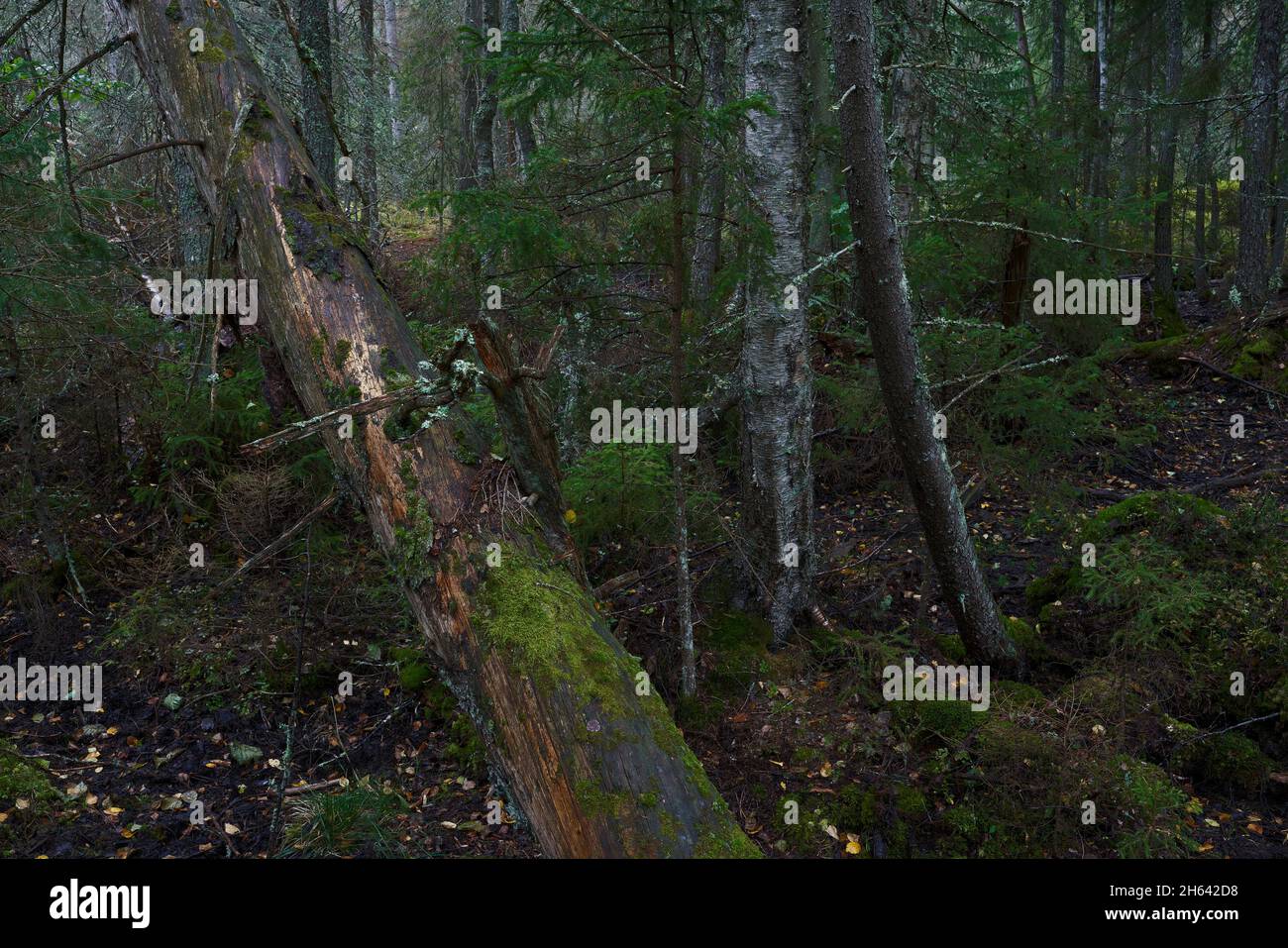sweden,södermanland,vargmossarna nature preserve,primal forest Stock Photo