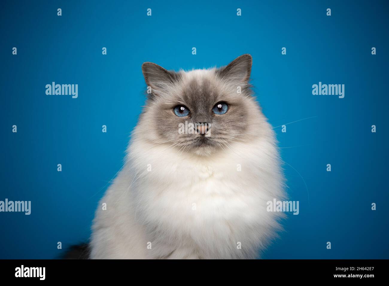 fluffy blue point birman cat with blue eyes portrait on blue background with copy space Stock Photo