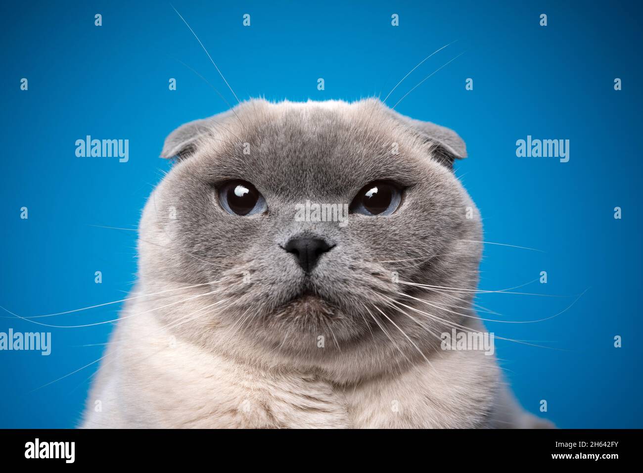 funny close up portrait of a blue point scottish fold cat looking at camera on blue background Stock Photo